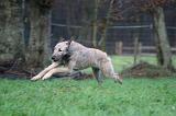 IRISH WOLFHOUND 276